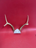 Odd Small Whitetail Buck Deer Antler Antlers