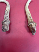 Wild white-tailed deer antlers, decor