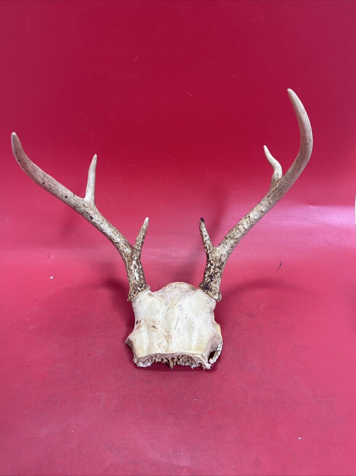 Vintage Antlers White Tailed Deer