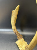 Cabin Decor Deer Antlers
