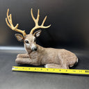 Deer Buck Stag Resting Laying Down Vtg Homco Shelf Figurine 267 1984