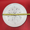 Set of 5 - Harmony House - Rosebud - 10 1/4”Dinner Plates