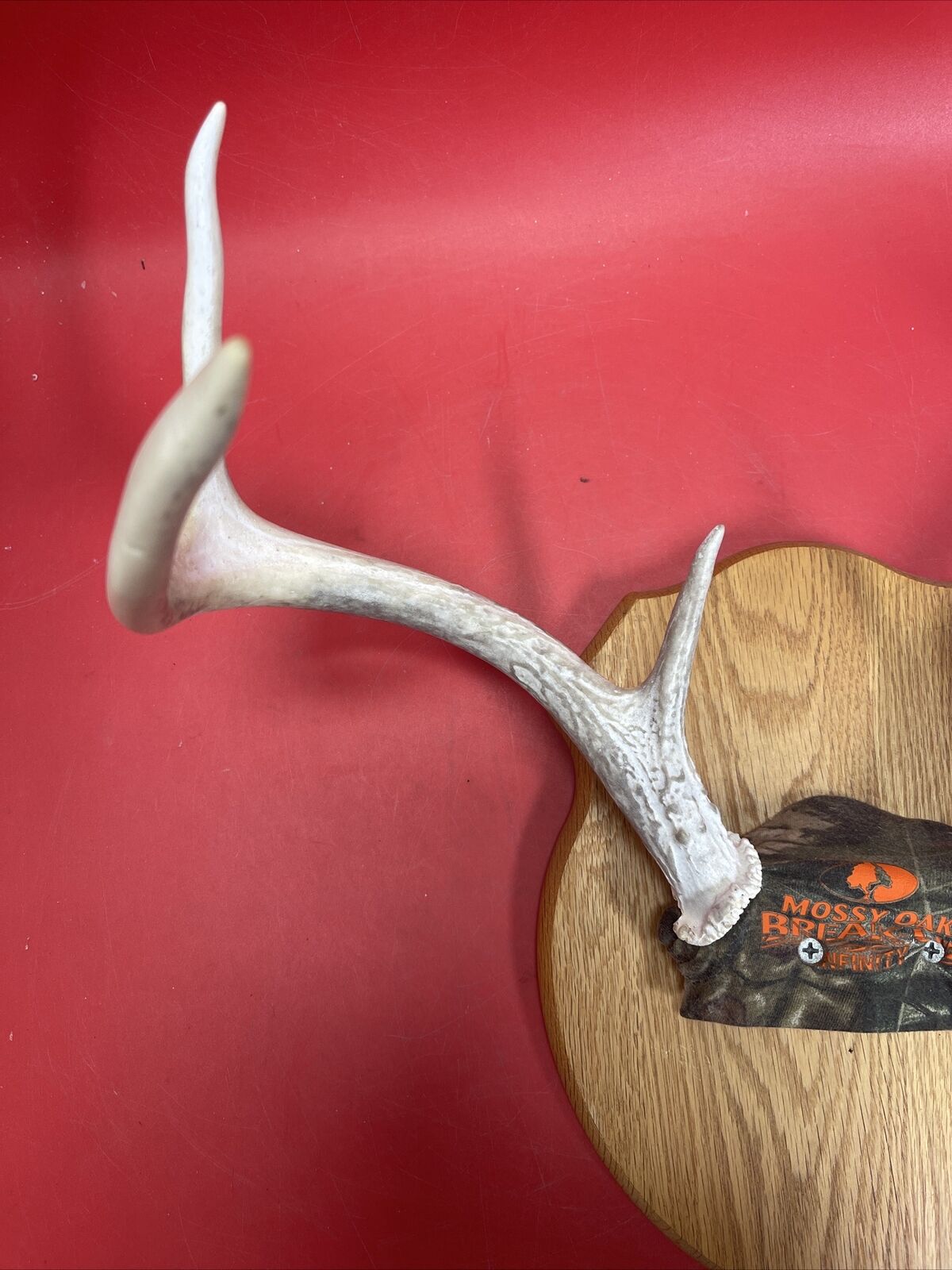 Deer antlers on a wooden surface