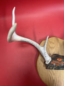 Deer antlers on a wooden surface