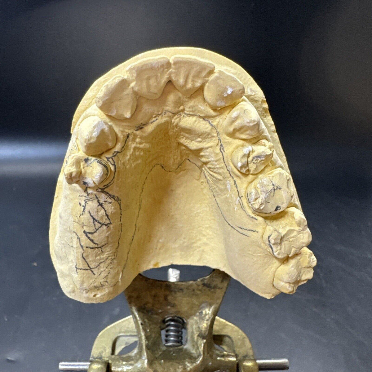 Full Mouth Teeth Mold Metal Jaw Dentures Impressions Oddity Macabre Halloween/#1