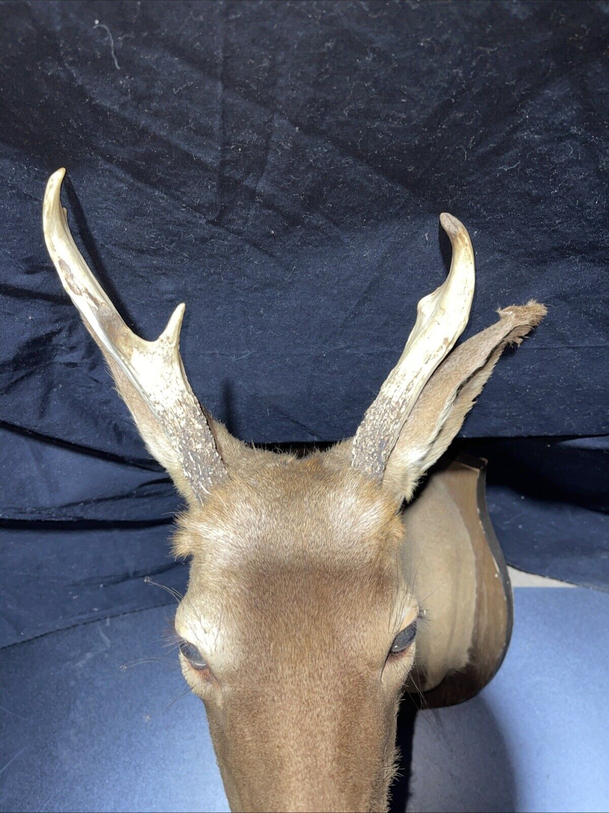 Axis deer mount