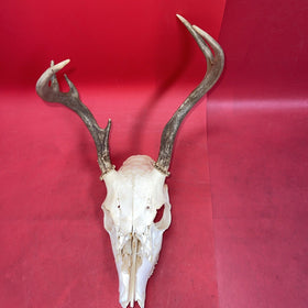 Skull With Antlers of a Wild White-Tailed Deer