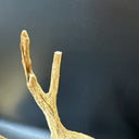 Deer Buck Stag Resting Laying Down Vtg Homco Shelf Figurine 267 1984