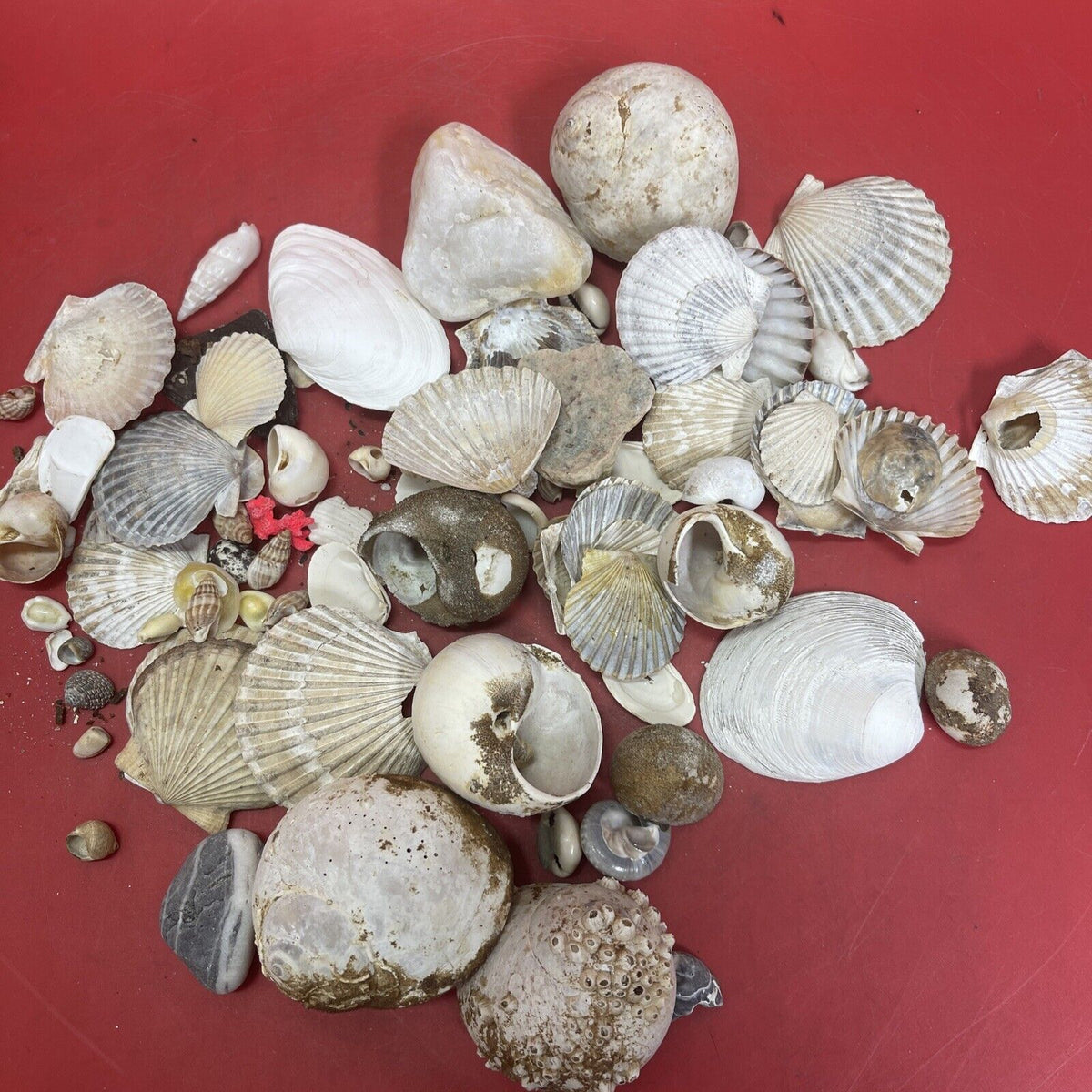 Nice lot of Sea Shells In Antique Glass lidded Jar Beautiful Ocean Décor