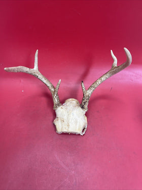 Vintage Antlers White Tailed Deer