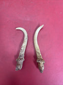 Wild white-tailed deer antlers, decor