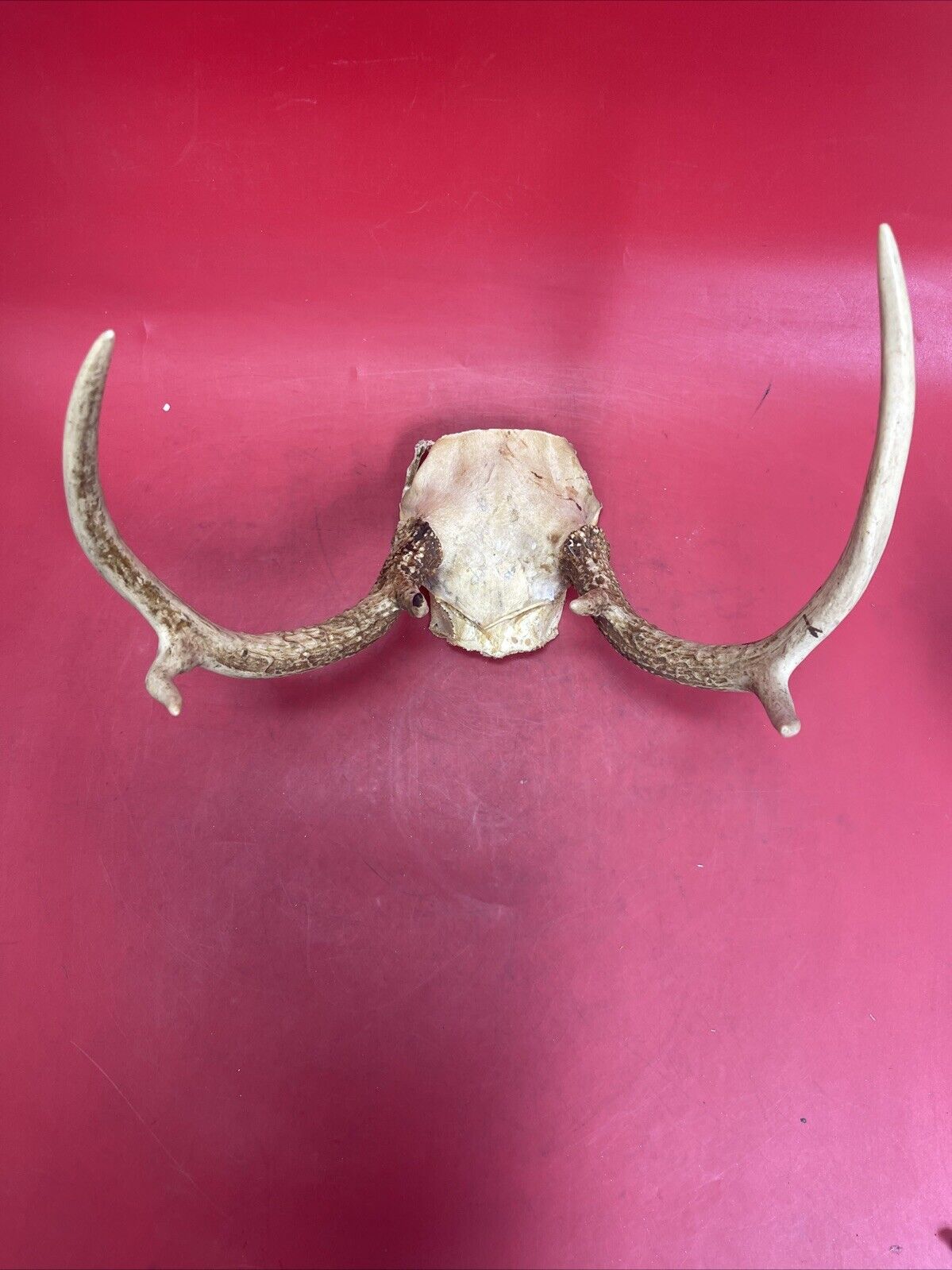 Vintage Antlers White Tailed Deer