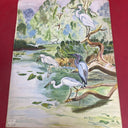 Heron Bird American Egret Print