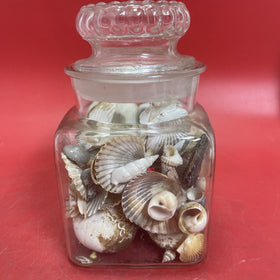 Nice lot of Sea Shells In Antique Glass lidded Jar Beautiful Ocean Décor