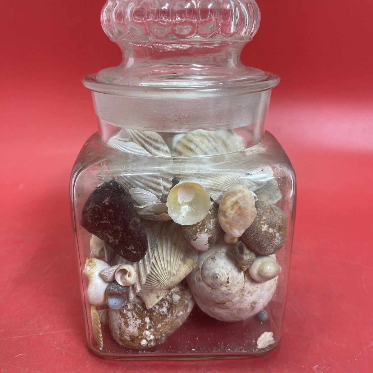 Nice lot of Sea Shells In Antique Glass lidded Jar Beautiful Ocean Décor
