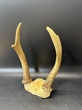 Cabin Decor Deer Antlers