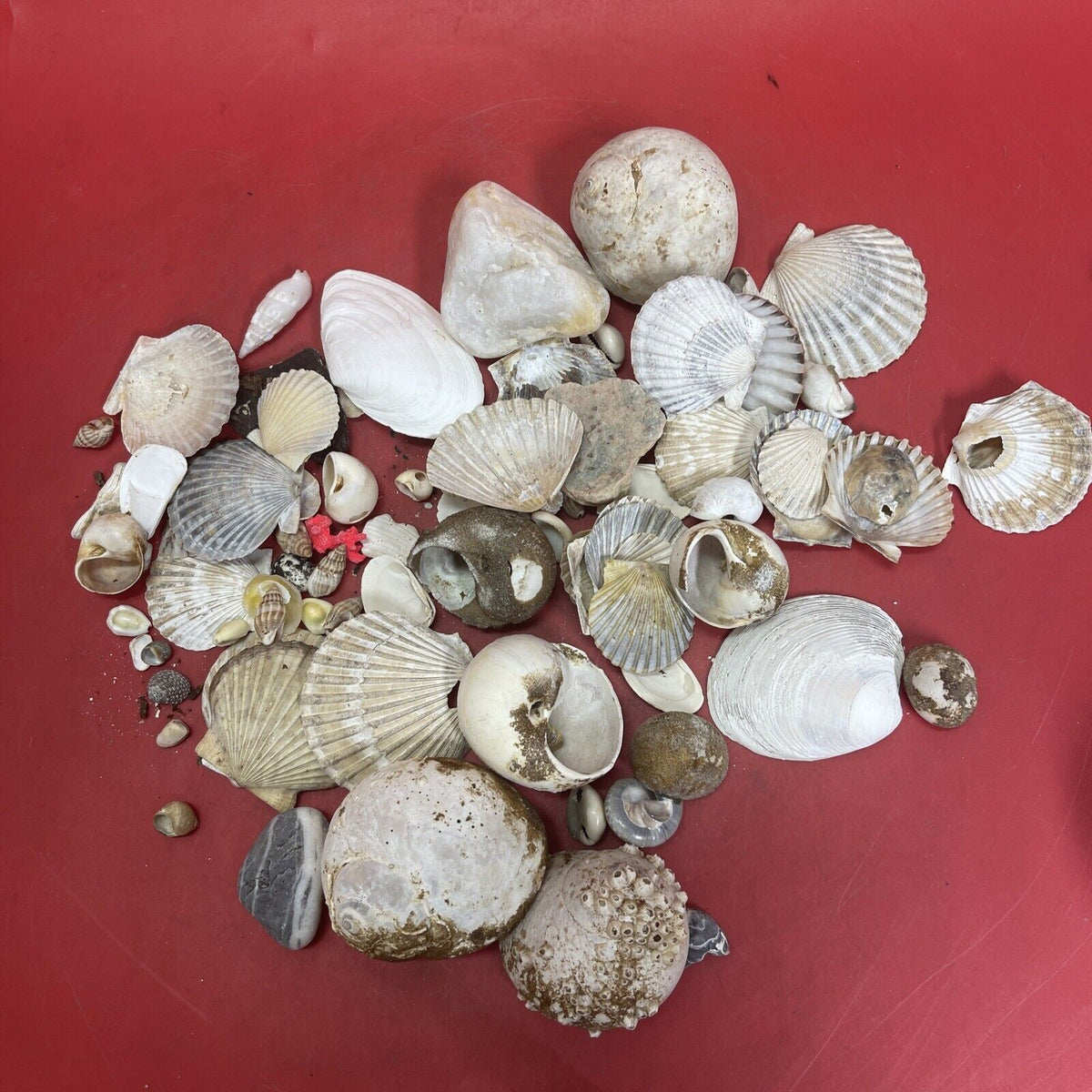 Nice lot of Sea Shells In Antique Glass lidded Jar Beautiful Ocean Décor