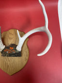 Deer antlers on a wooden surface