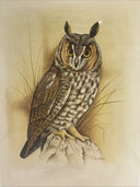 Vintage Great Horned Owl Art Print
