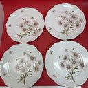 8 Mitterteich Daisy Bell 10 1/2" Dinner Plates