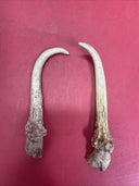 Wild white-tailed deer antlers, decor