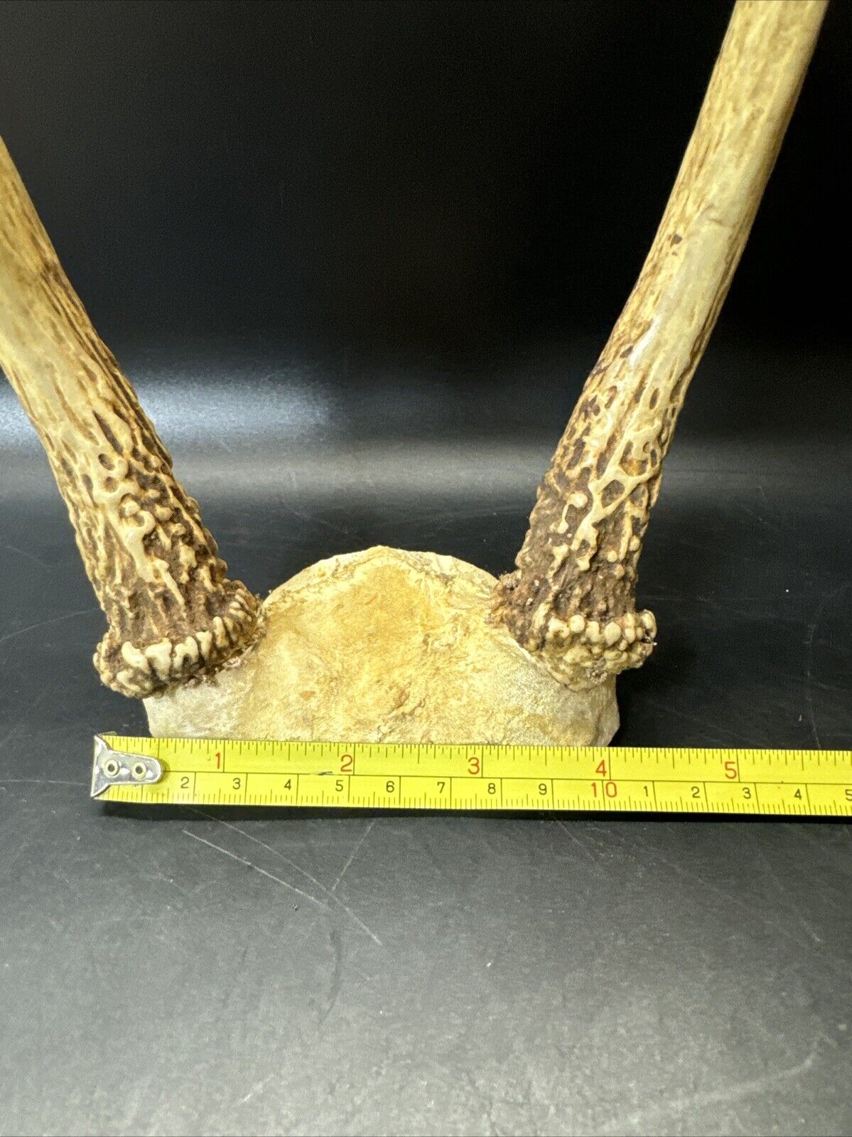 Cabin Decor Deer Antlers