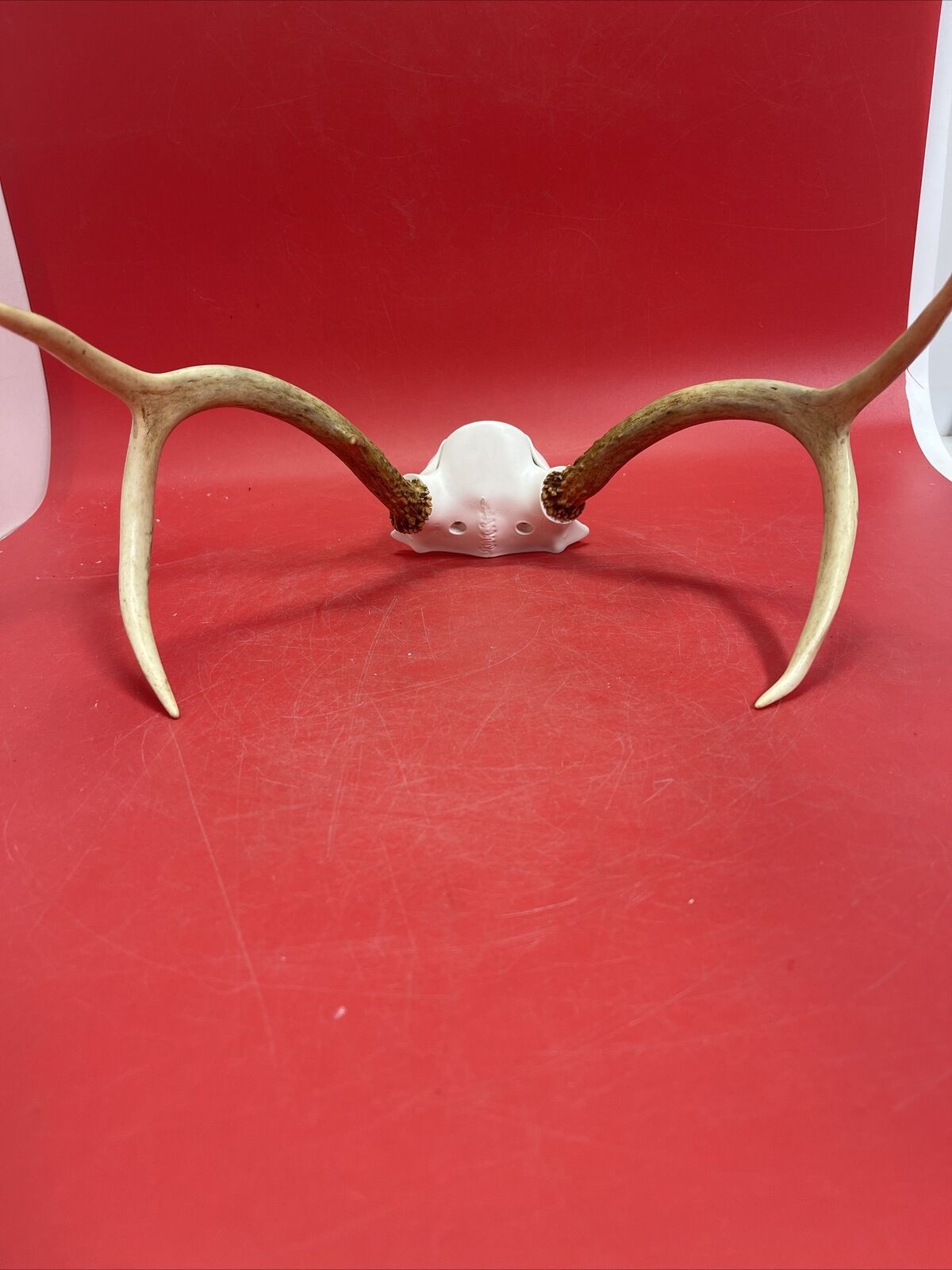 Odd Small Whitetail Buck Deer Antler Antlers