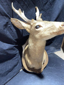 Axis deer mount