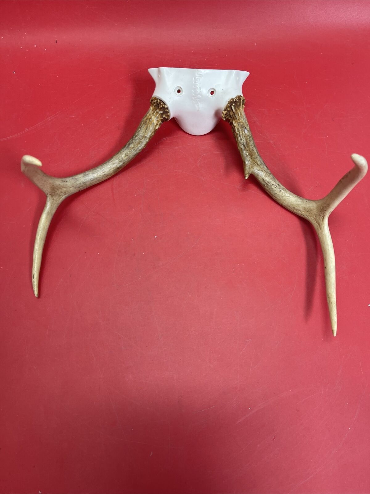 Odd Small Whitetail Buck Deer Antler Antlers