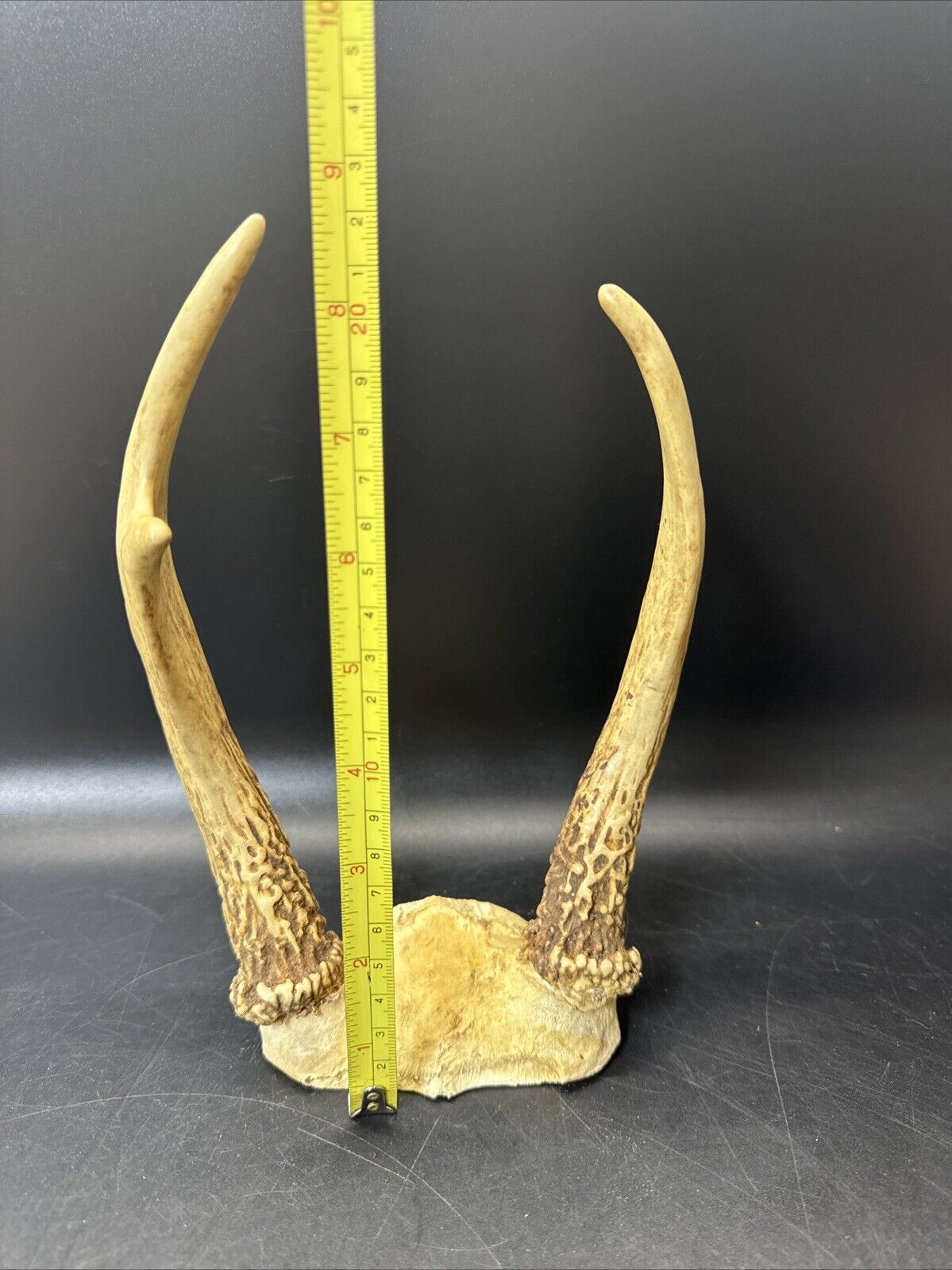 Cabin Decor Deer Antlers