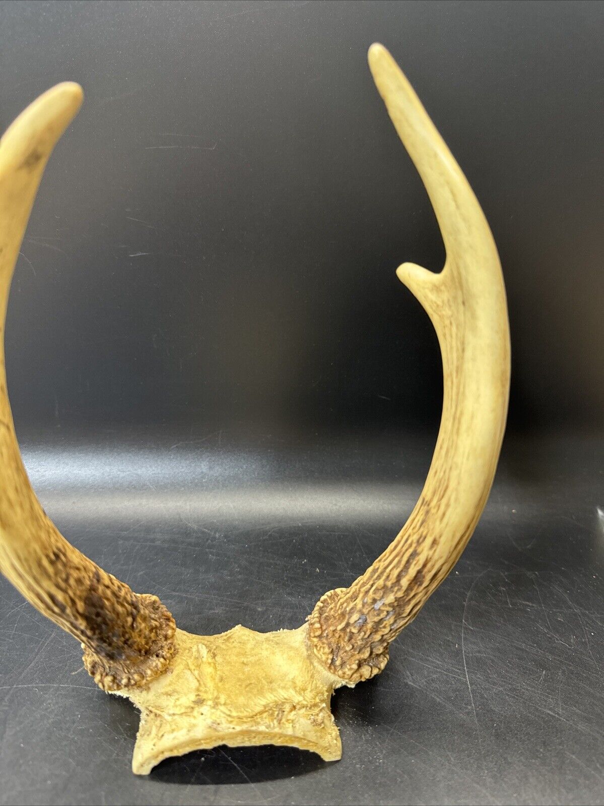Cabin Decor Deer Antlers