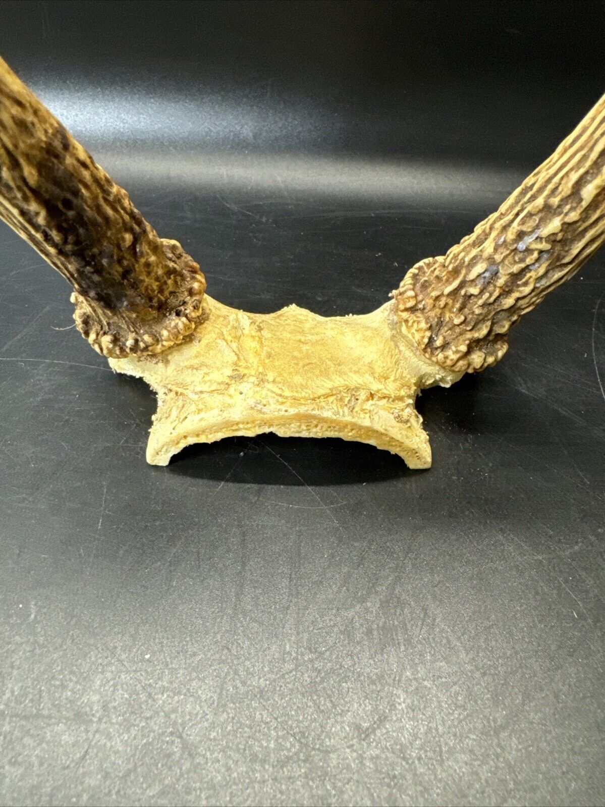 Cabin Decor Deer Antlers
