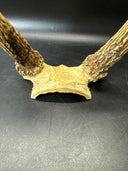 Cabin Decor Deer Antlers