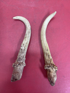 Wild white-tailed deer antlers, decor