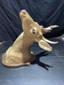 Axis deer mount