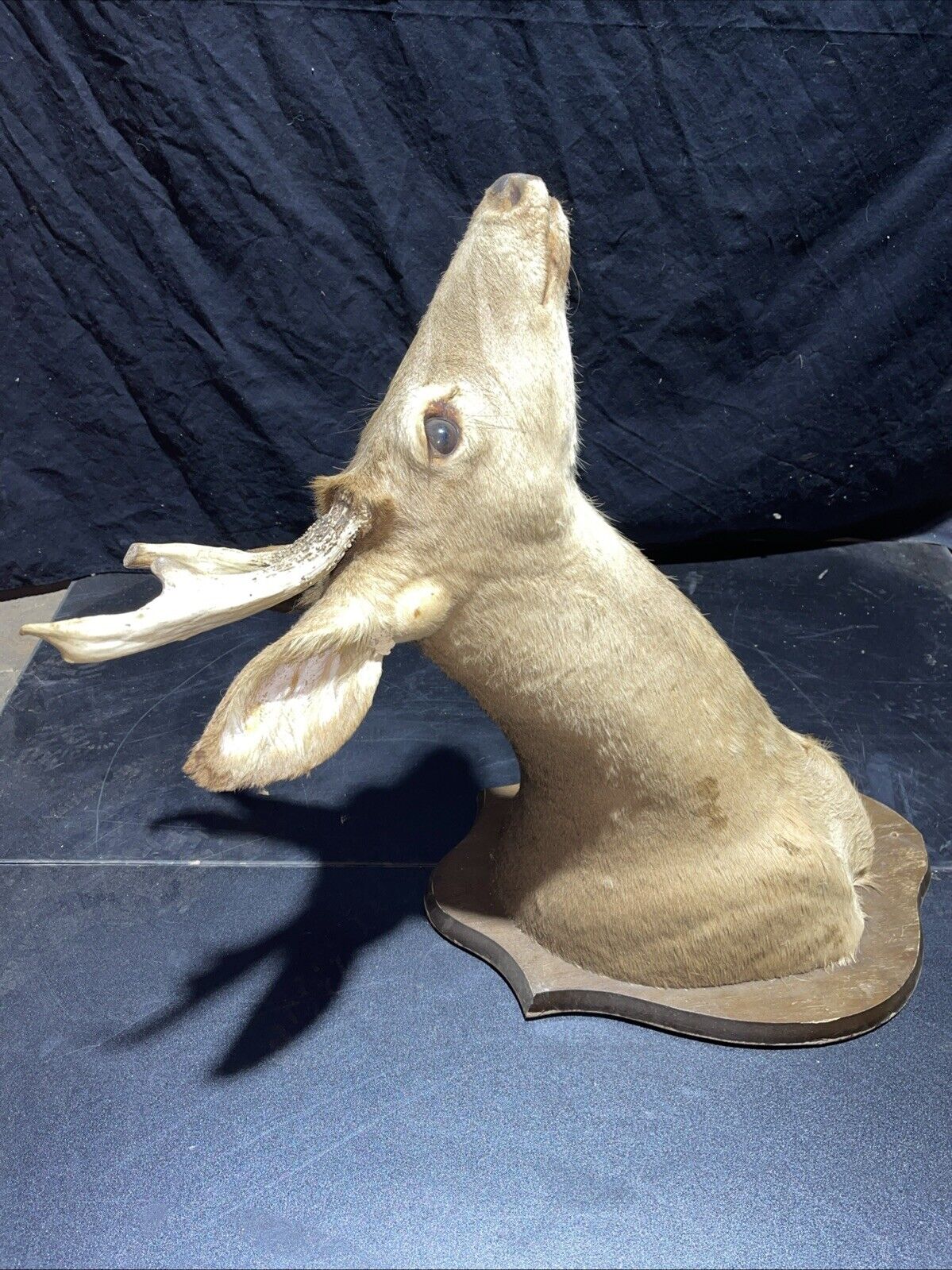 Axis deer mount