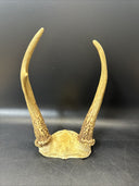 Cabin Decor Deer Antlers