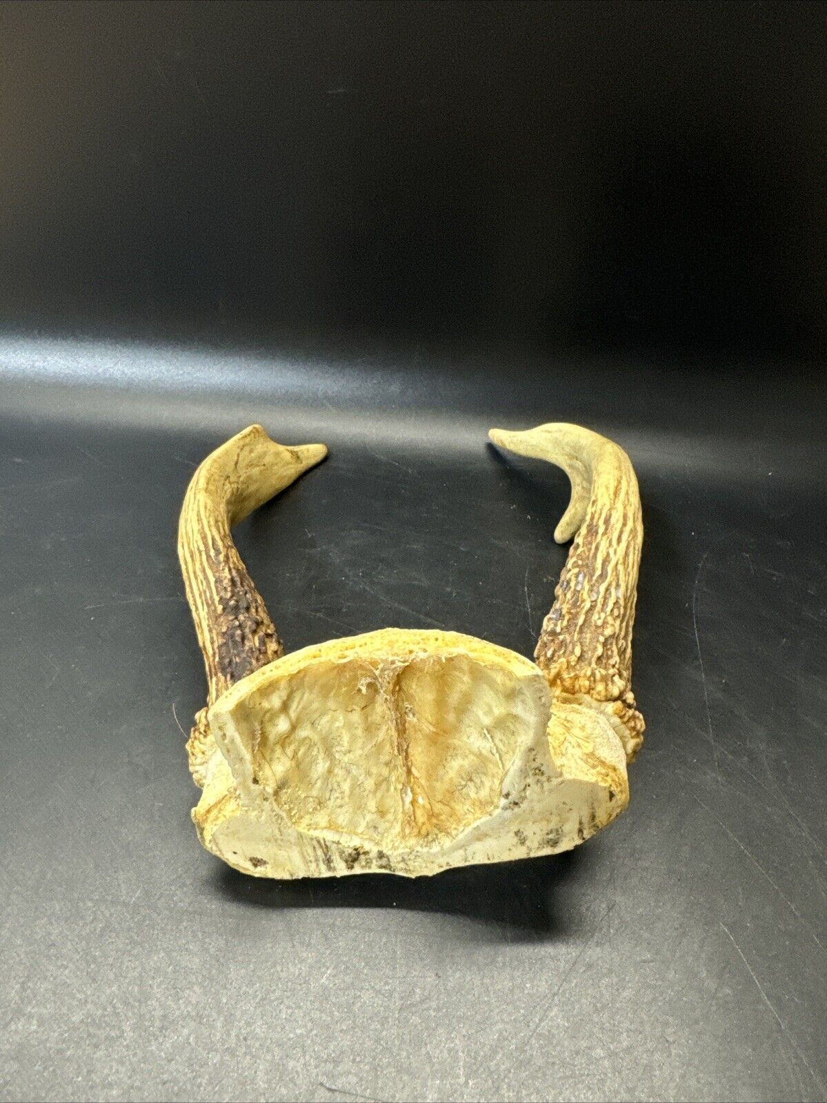 Cabin Decor Deer Antlers