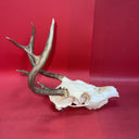 Skull With Antlers of a Wild White-Tailed Deer