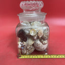 Nice lot of Sea Shells In Antique Glass lidded Jar Beautiful Ocean Décor