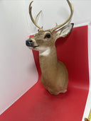 Axis deer mount