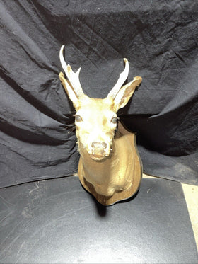 Axis deer mount