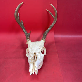 Skull With Antlers of a Wild White-Tailed Deer