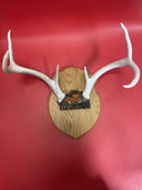 Deer antlers on a wooden surface