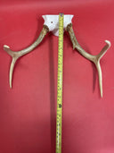 Odd Small Whitetail Buck Deer Antler Antlers