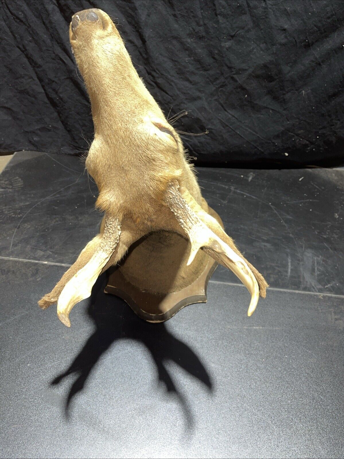 Axis deer mount