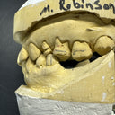 Full Mouth Teeth Mold Metal Jaw Dentures Impressions Oddity Macabre Halloween/#1