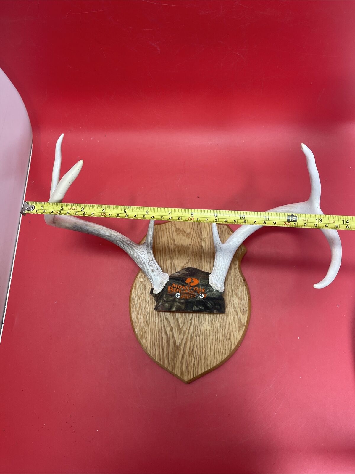 Deer antlers on a wooden surface