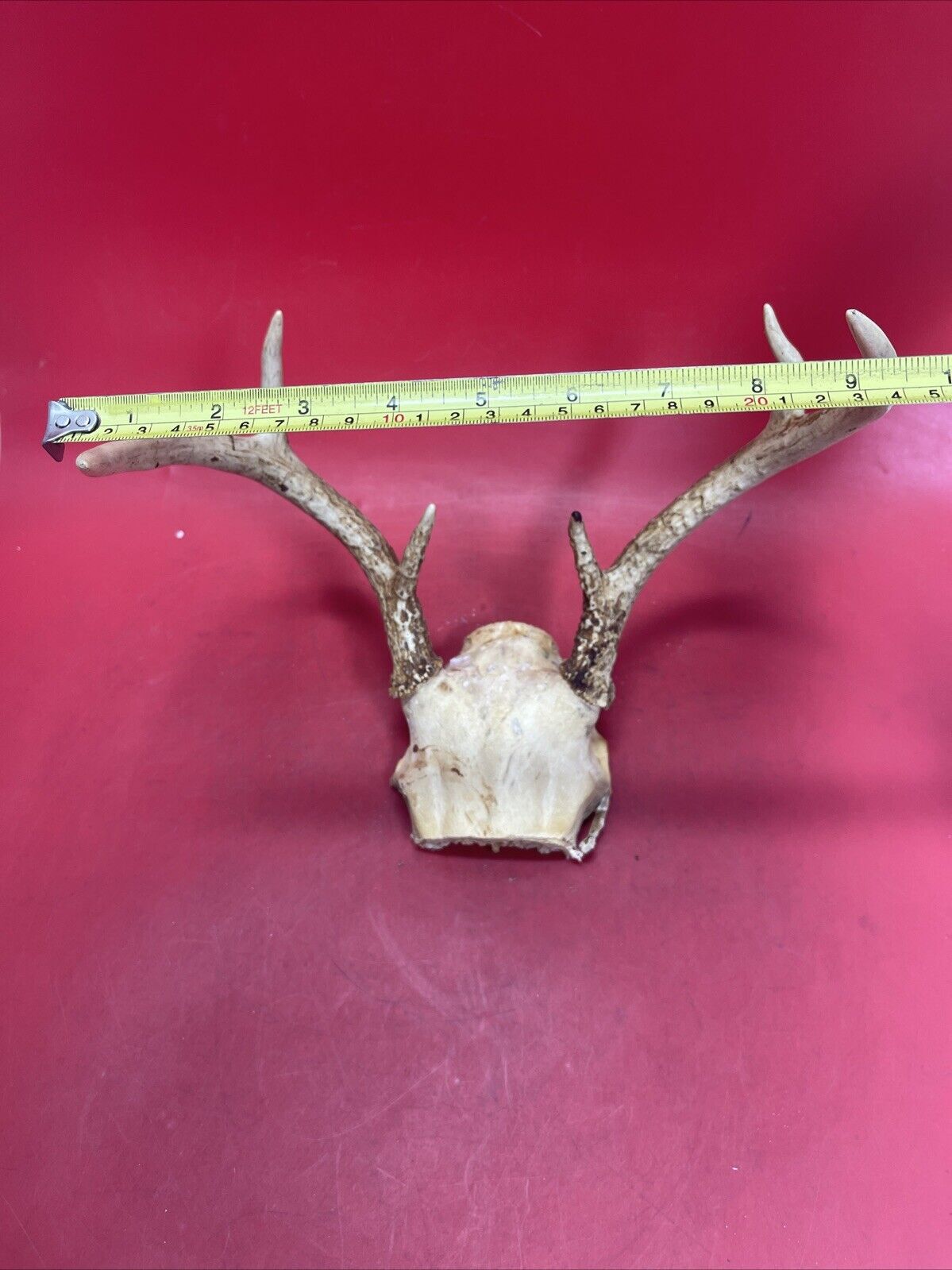 Vintage Antlers White Tailed Deer