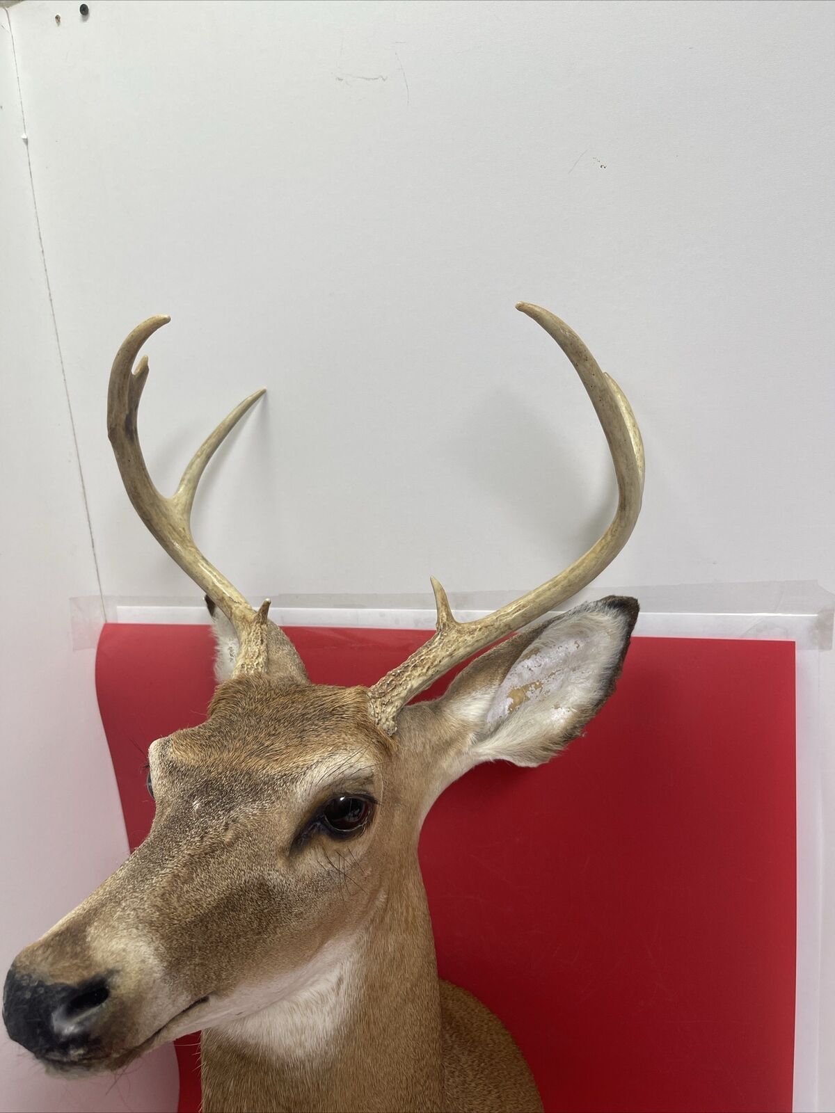 Axis deer mount